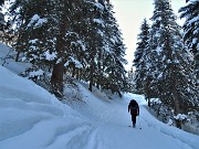 09  La splendida abetaia  e la stradetta cementata ammantate di neve  battuta da motoslitte, ciaspolatori, sciatori